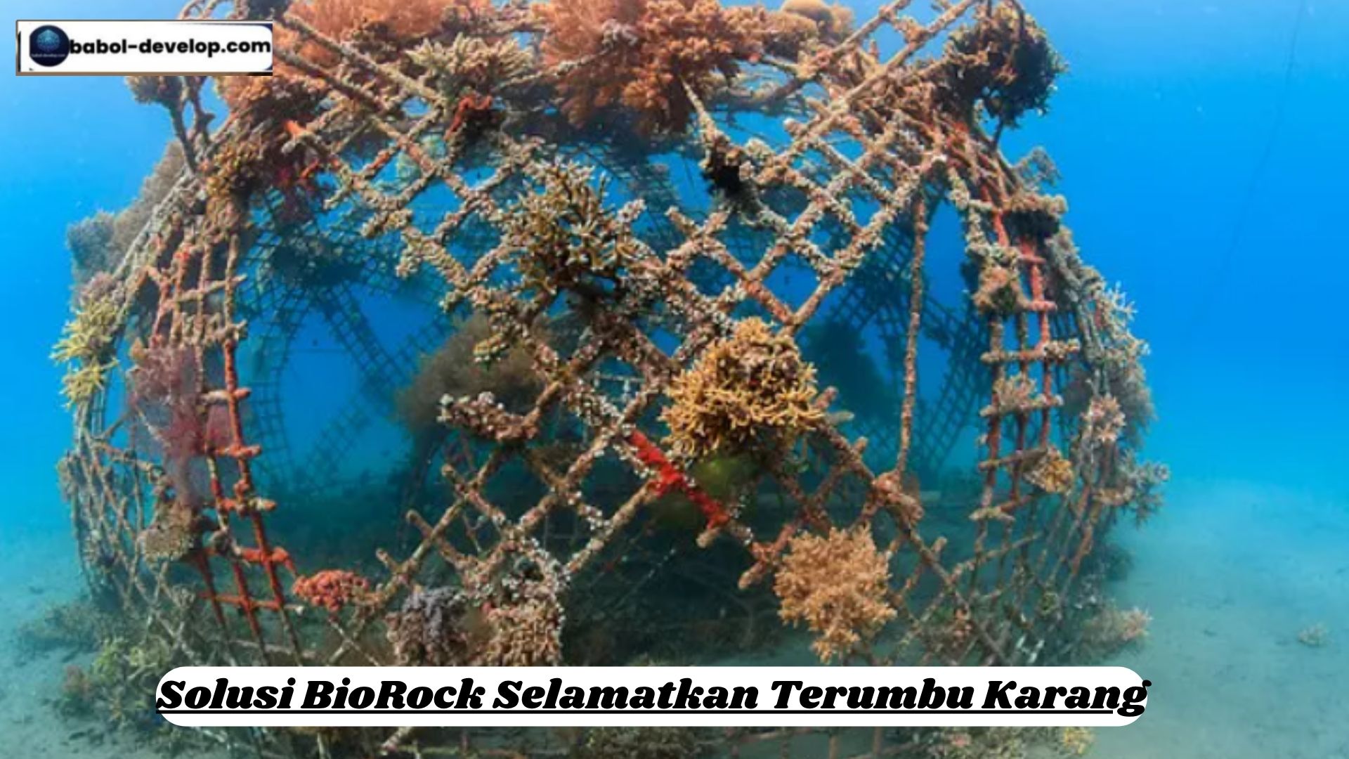 Solusi BioRock Selamatkan Terumbu Karang